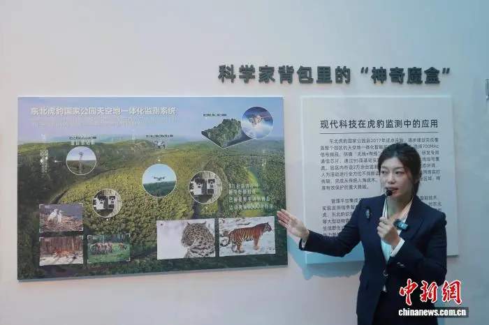 2026最新全景深度解析：东北虎一生主要做哪三件事？全流程习性复盘、核心生存博弈与生态保护指南